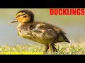 A Mother Duck And Her Ducklings Are Having A Little Nap During The Day