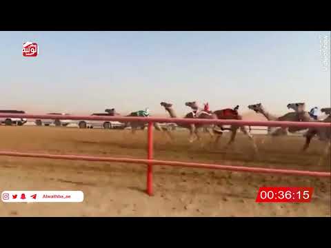   ش 23 (ممدوحه) لـ حمد سالم ثعلوب الدرعي 2:8:34 , شارة الصندوق 2026/06/20 فطامين الرقيعات    