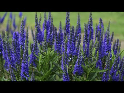 image-What does speedwell look like?