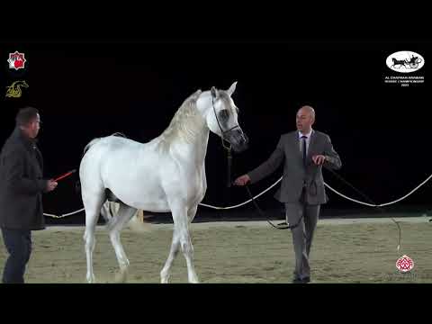 N 500 SARI JUMEIRA   Al Dhafrah Arabian Horse Championship 2023   Stallions 4 6 Years Old Class 9B