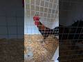 What Does This Rooster Do When He Crows? #rooster