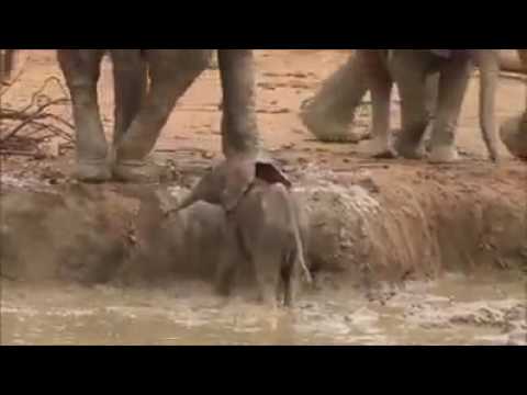 La bellissima storia di un elefantino e della sua mamma! Dolcissimo!