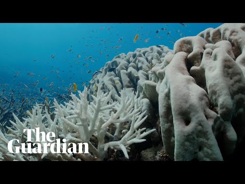 Great Barrier Reef suffering ‘most severe’ coral bleaching on record
