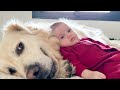 Golden Retriever Becomes The Softest Pillow For Newborn Baby