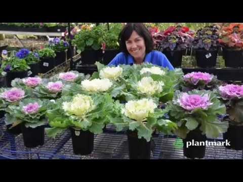 Brassica oleracea Acephala (Ornamental Kale) at Plantmark Wholesale Nurseries