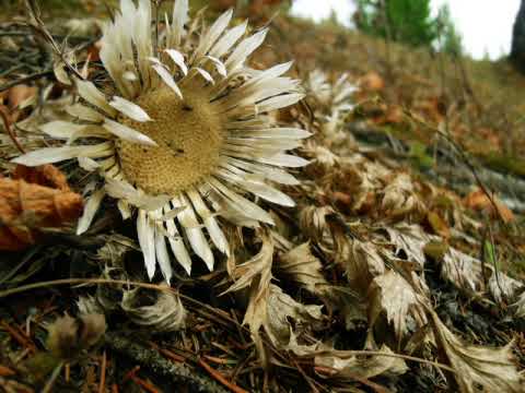 Virginia- Un Glas ceresc !!