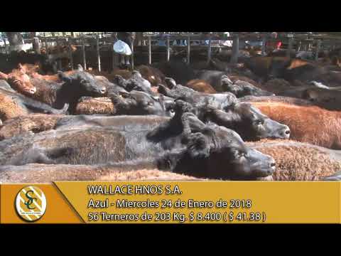 24-01-18 Venta de Machos - Wallace Hnos S.A. - Azul.