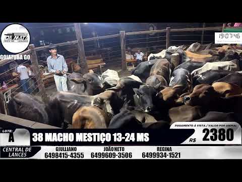 Leilão de gado em Goiatuba Goiás,  15/11/2025 - Mata Preta  Leilões - 14:00 Hs