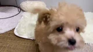 ハーフ犬の動画01