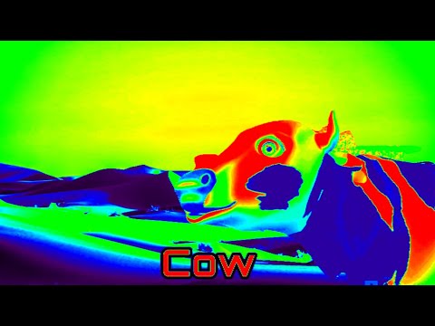 La Vaca Lola Mother Cow and Baby Cow Walking at the Desert Filter Effects | La Vaca Lola Lyrics