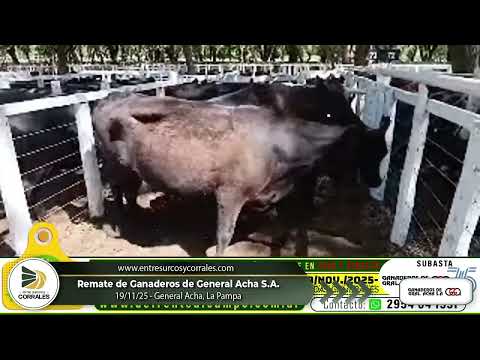 19-11-25 - Remate de Ganaderos de General Acha - La Pampa