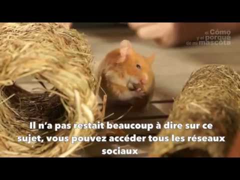 comment construire jouet pour hamster