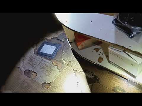 Filthy Cockroaches Stopping Owners Renovations in Highland Park, NJ