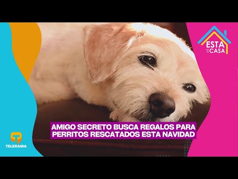 Amigo Secreto busca regalos para perritos rescatados esta navidad