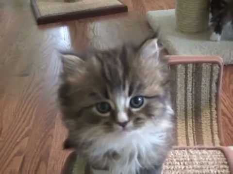 Kaerik RagaMuffin Kittens   The Winter Wonderland Litter Six Weeks Old