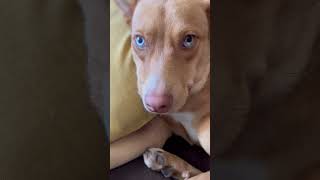 Video preview image #1 Australian Kelpie-Unknown Mix Puppy For Sale in Valrico, FL, USA