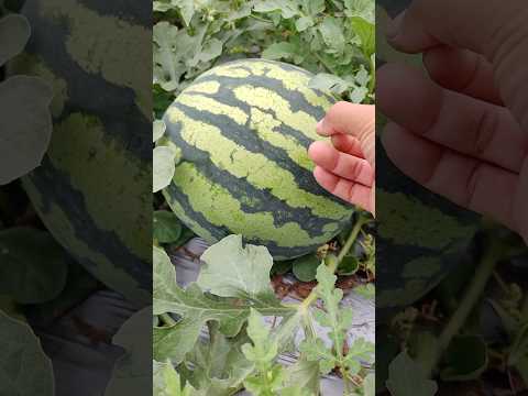 How to Test If a Watermelon is Ripe by Sound #farmingtech @RomFarm