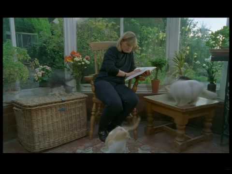 The Ultimate Guide to House Cats part 1