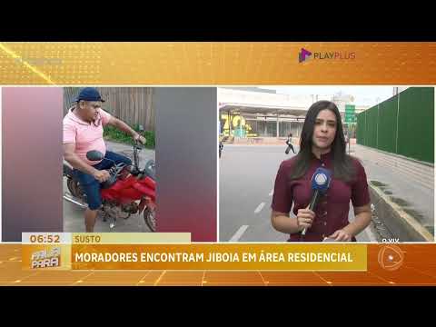 Moradores encontraram jiboia em área residencial, na cidade de Moju (PA)