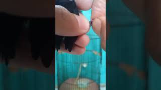 Download lagu cara memasang ring pada burung konin dewasa.#kicaumania #koninmaniaindonesia #kicaumaniaindonesia mp3 Download lagu cara memasang ring pada burung konin dewasa.#kicaumania #koninmaniaindonesia #kicaumaniaindonesia mp3