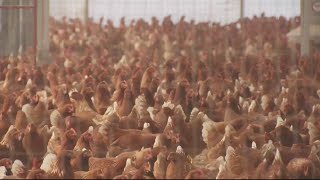 Avian flu killing birds across United States