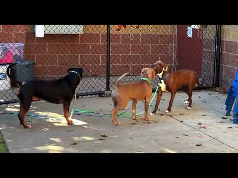 Couple of Black Dogs Mating and Crossover Process,dog mating, dog breeding, black dogs mating,wov