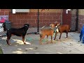 Couple Of Black Dogs Mating And Crossover Process Dog Mating Dog Breeding Black Dogs Mating Wov