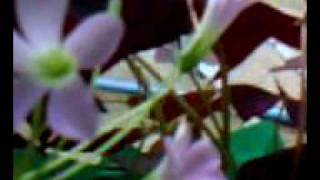 preview picture of video 'trevol de 4 hojas'