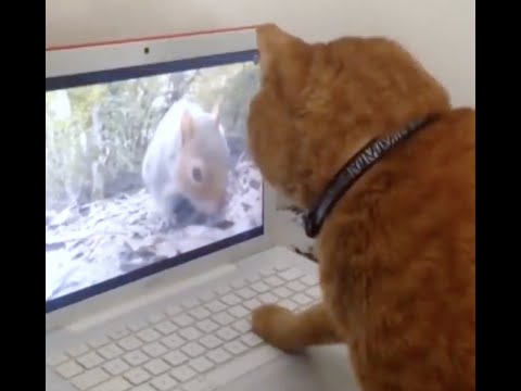 Funny Dogs and cats, cute