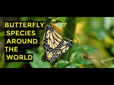 Butterfly Species Around the World II Butterfly Evolution