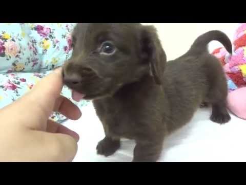 150710-1 ミニチュアダックス　チョコレート（ソリッド）　♂　6/6生 （7/18撮影）