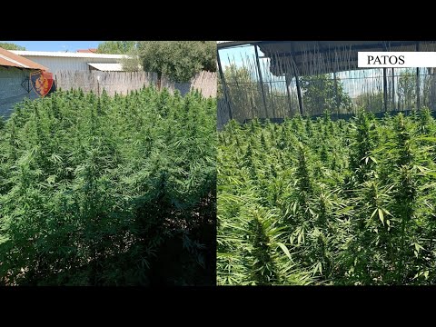 Fier/vihen në pranga 2 shtetas (babë e bir) të cilët kultivonin bimë narkotike pranë banesës së tyre