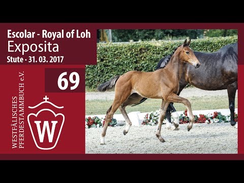 69 Exposita  Stute v. Escolar -  Royal of Loh