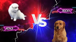 Dog Cute Moments: Rocky & Kenji Playing Compilation