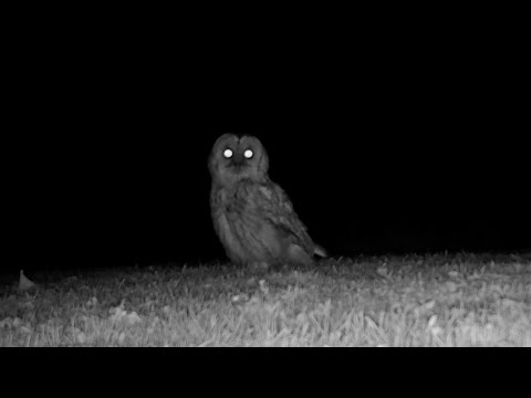 Tawny owl swallows a worm