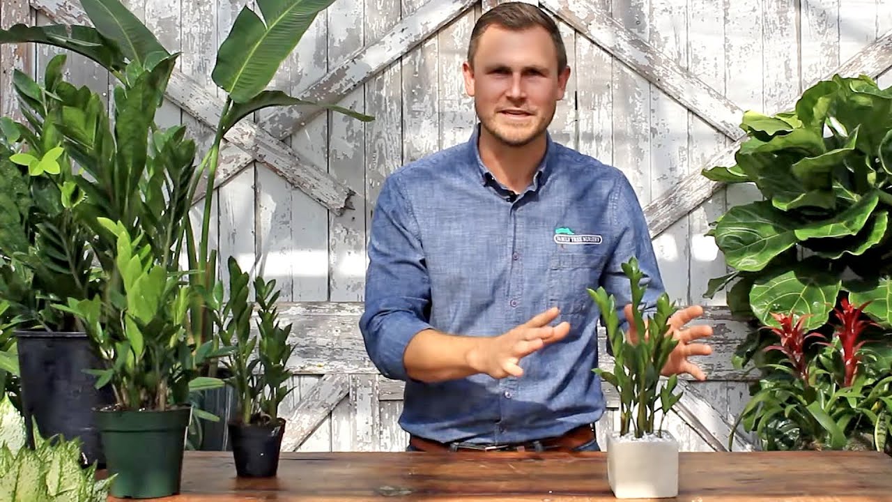 All About - ZZ Plants