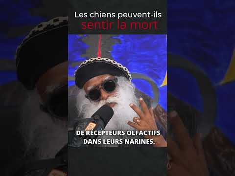 Les chiens peuvent sentir la mort