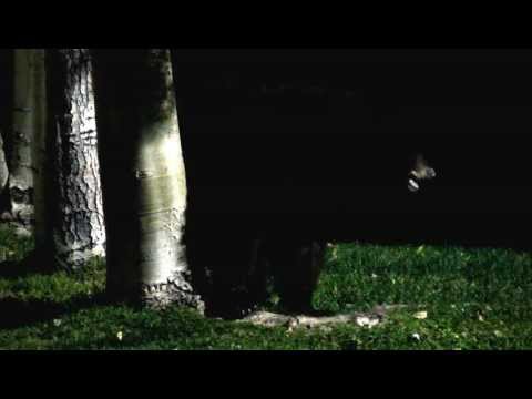 Black bear at the Residence Inn in Durango, CO