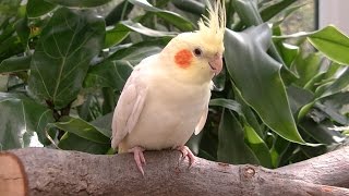 Cockatiel the Miniature Cockatoo