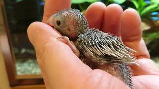 今日のまめひな🐣