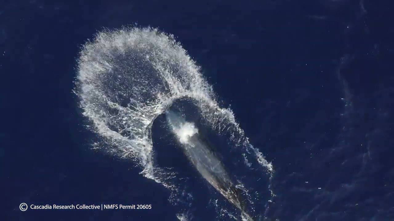 Cuvier's beaked whale off Kona lunging before a long dive