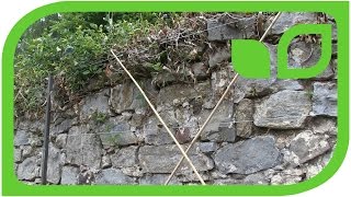 Diagonalb�ume mit Kirschen