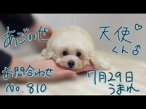 YouTube動画のサムネイル
