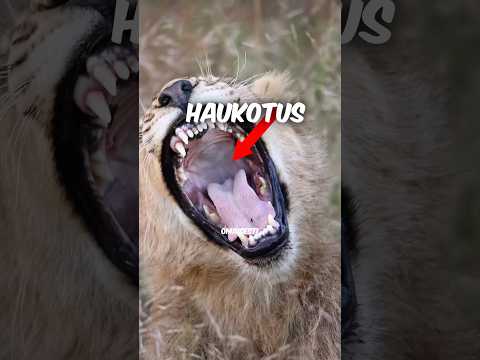 tää on MAHDOTON haaste 🥱