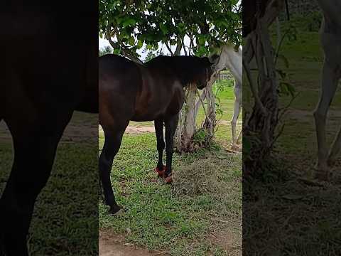 Cavalgada Em Pacujá Ceará
