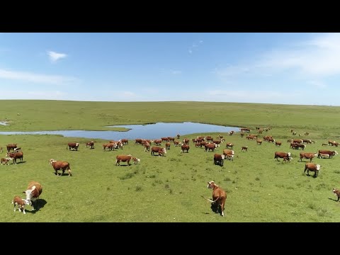 Raízes Gaúchas: Conheça mais sobre as tradições, cultura e músicas do estado do Rio Grande do Sul