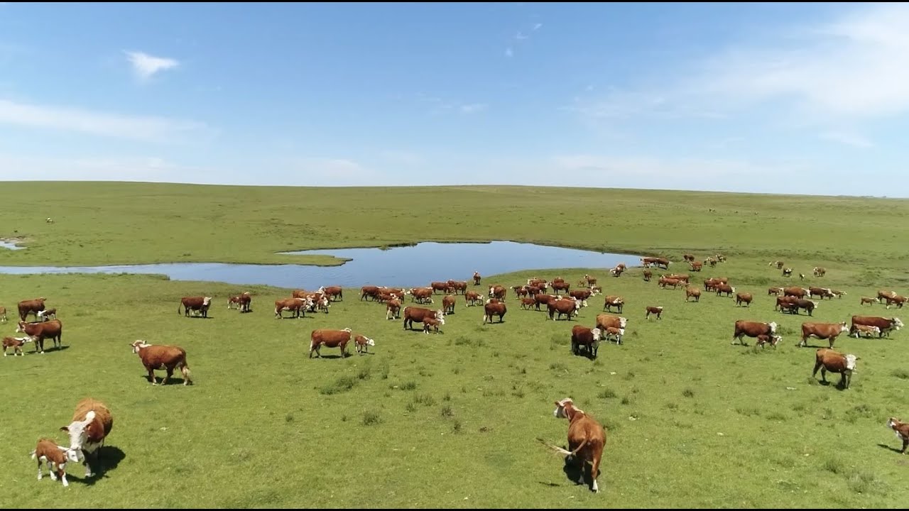 Raízes Gaúchas: Conheça mais sobre as tradições, cultura e músicas do estado do Rio Grande do Sul