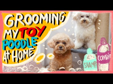 How to Groom a Toy Poodle at Home| Chris Christensen Day to Day Products- EP 3| The Poodle Mom