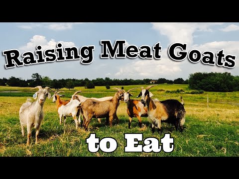 Raising Meat Goats To Eat | #1 Consumed Meat is Goat | Meat Goats | Goat Video