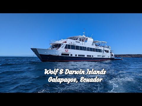 Galapagos - Wolf and Darwin Islands - Humboldt Explorer Liveaboard - December 2024